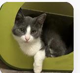 Fritz Avo 1024, an adoptable Domestic Short Hair in Farmington Hills, MI image 2/2