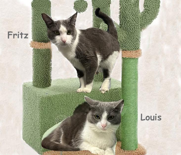 Fritz Avo 1024, an adoptable Domestic Short Hair in Farmington Hills, MI image 3/3