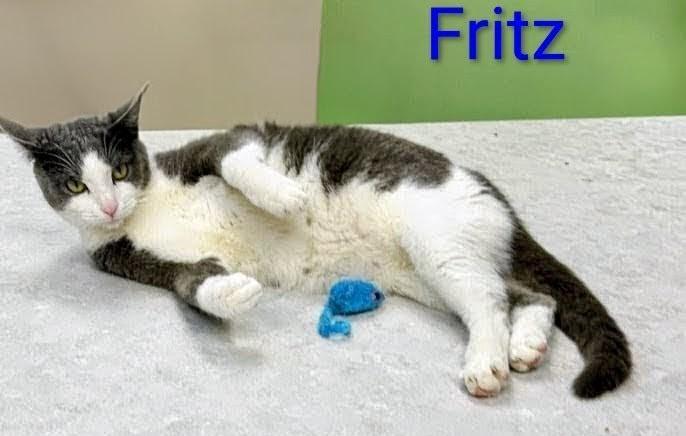 Fritz Avo 1024, an adoptable Domestic Short Hair in Farmington Hills, MI image 1/2