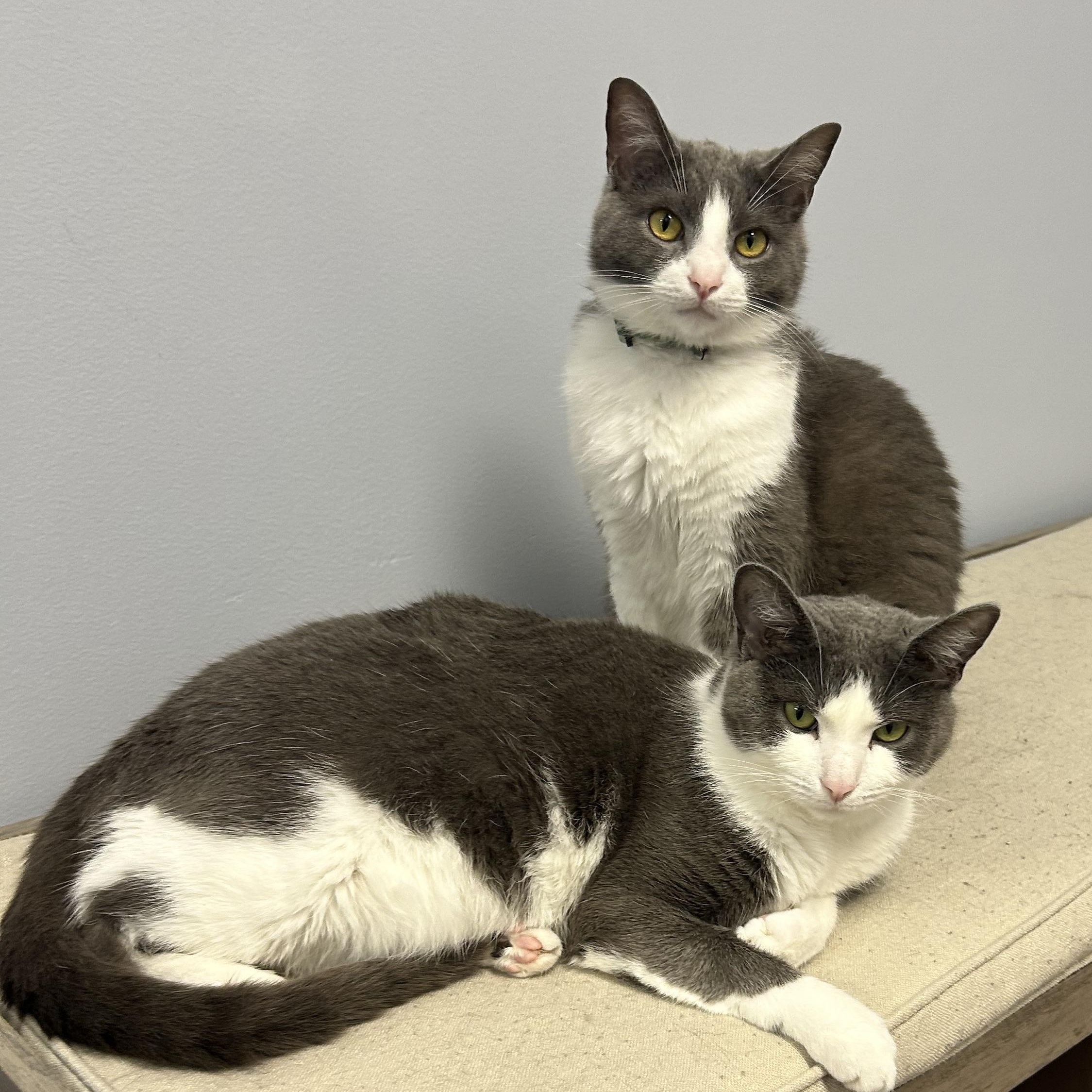 Enlarge Fritz Avo 1024, an adoptable Domestic Short Hair in Farmington Hills, MI image 2/6