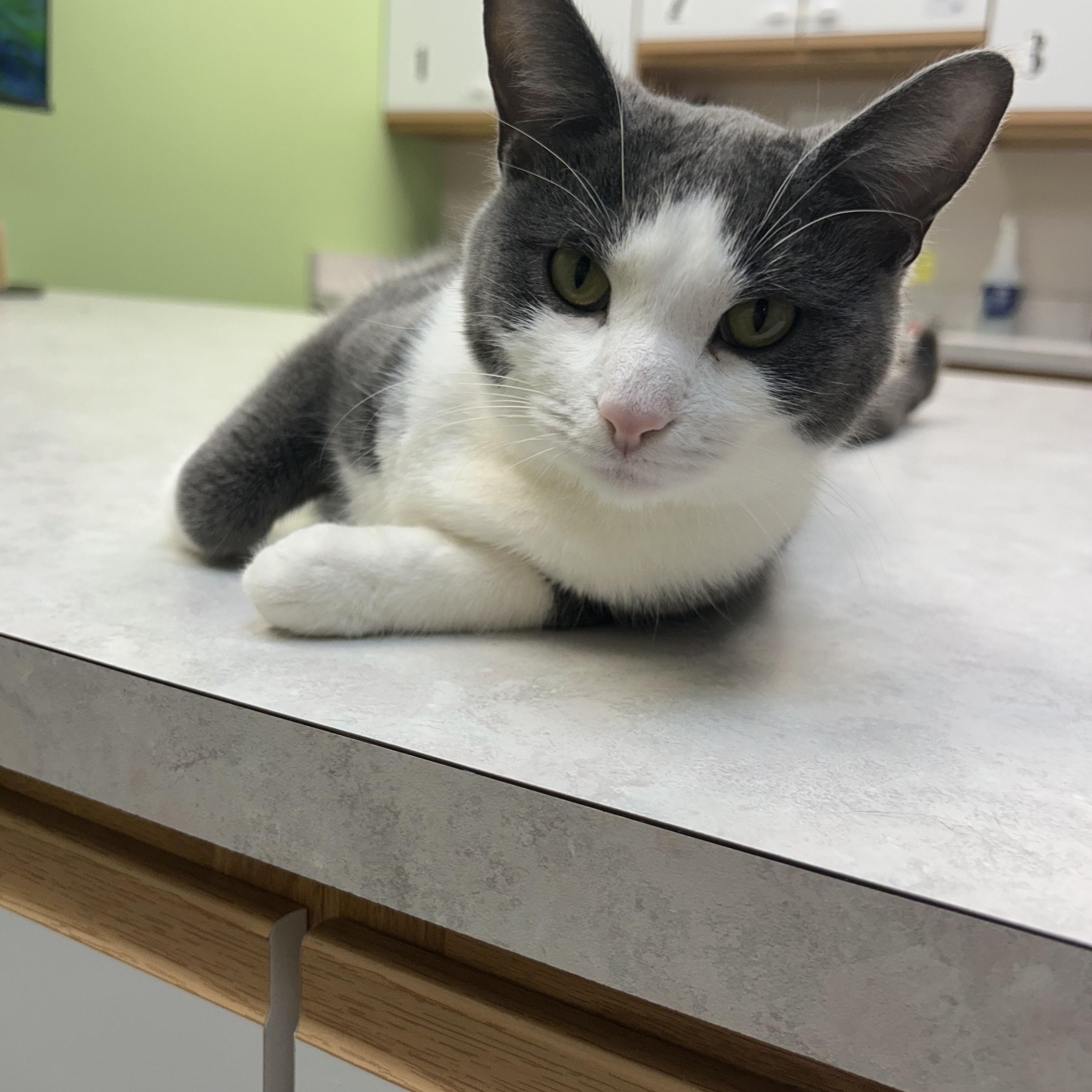 Fritz Avo 1024, adoptable, Adult Male Domestic Short Hair.