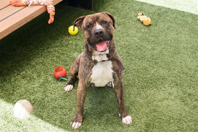 Enlarge LOVE, a Adoptable Pit Bull Terrier in Santa Monica, CA image 1/1