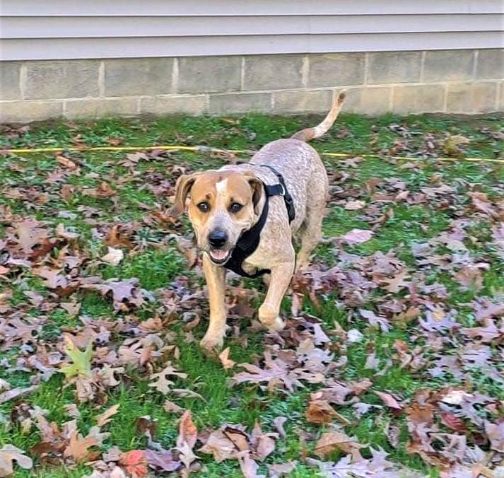 DOLLY, a Adoptable Hound in Fort Kent, ME image 4/6