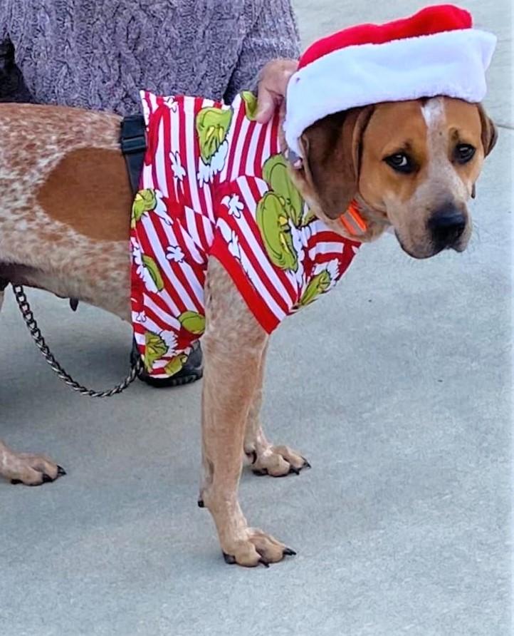 DOLLY, a Adoptable Hound in Fort Kent, ME image 5/6