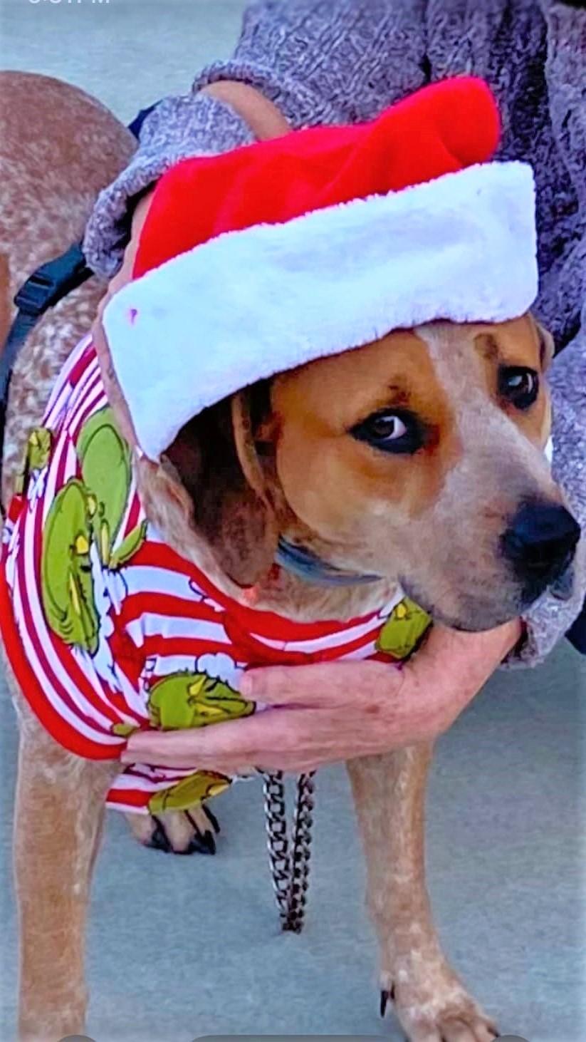 DOLLY, a Adoptable Hound in Fort Kent, ME image 3/6