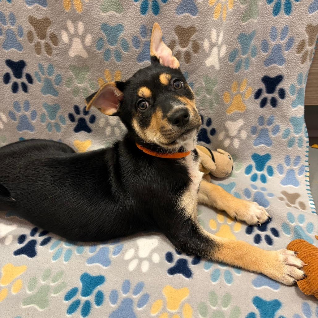 Pie Plate — thumbnail 2