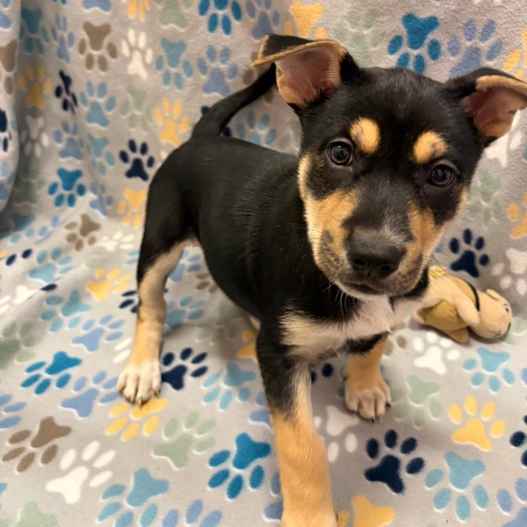 Pie Plate — thumbnail 3