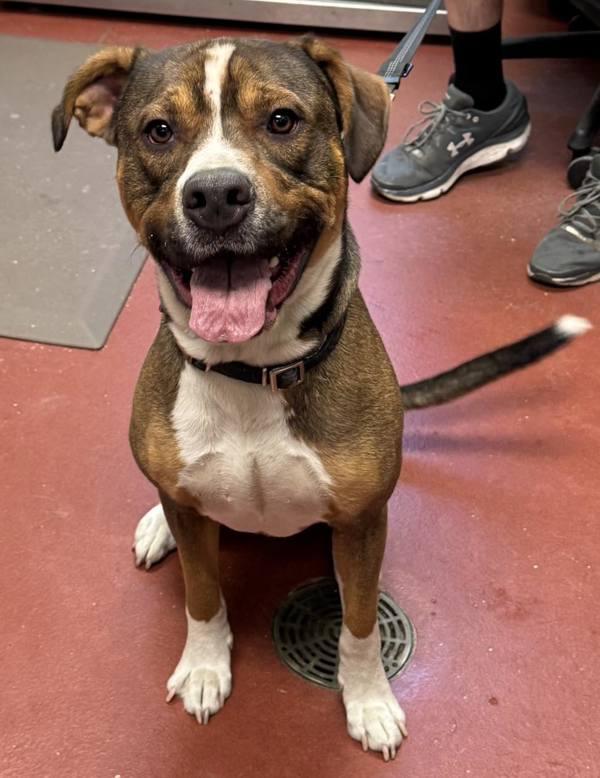 Enlarge Chai, a Adoptable mixed breed in Salisbury, MD image 2/2