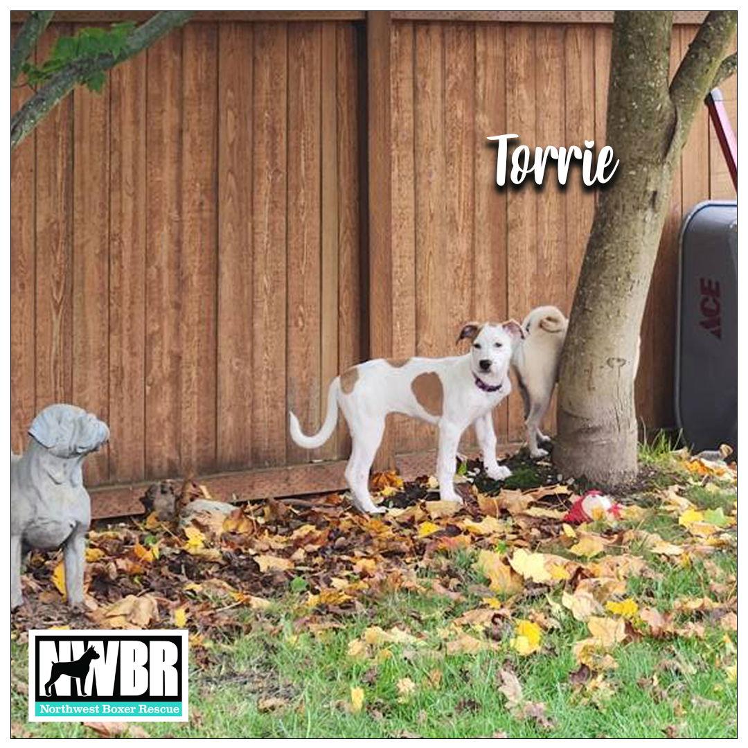 Torrie, Adopted, Young Female Boxer & Great Pyrenees.