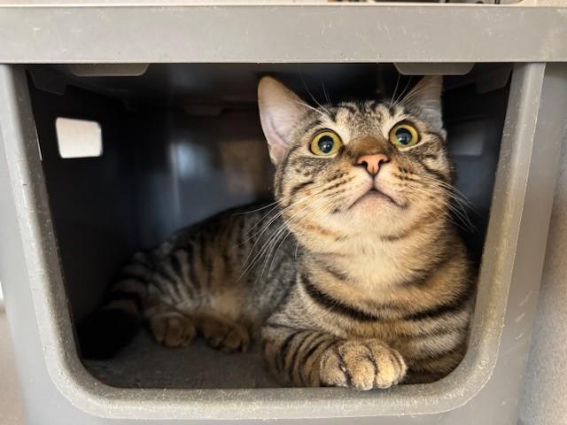 GASTON, Adoptable, Young Male Domestic Short Hair.