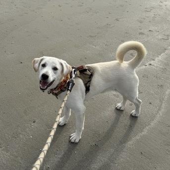 Zebra Cake — thumbnail 2