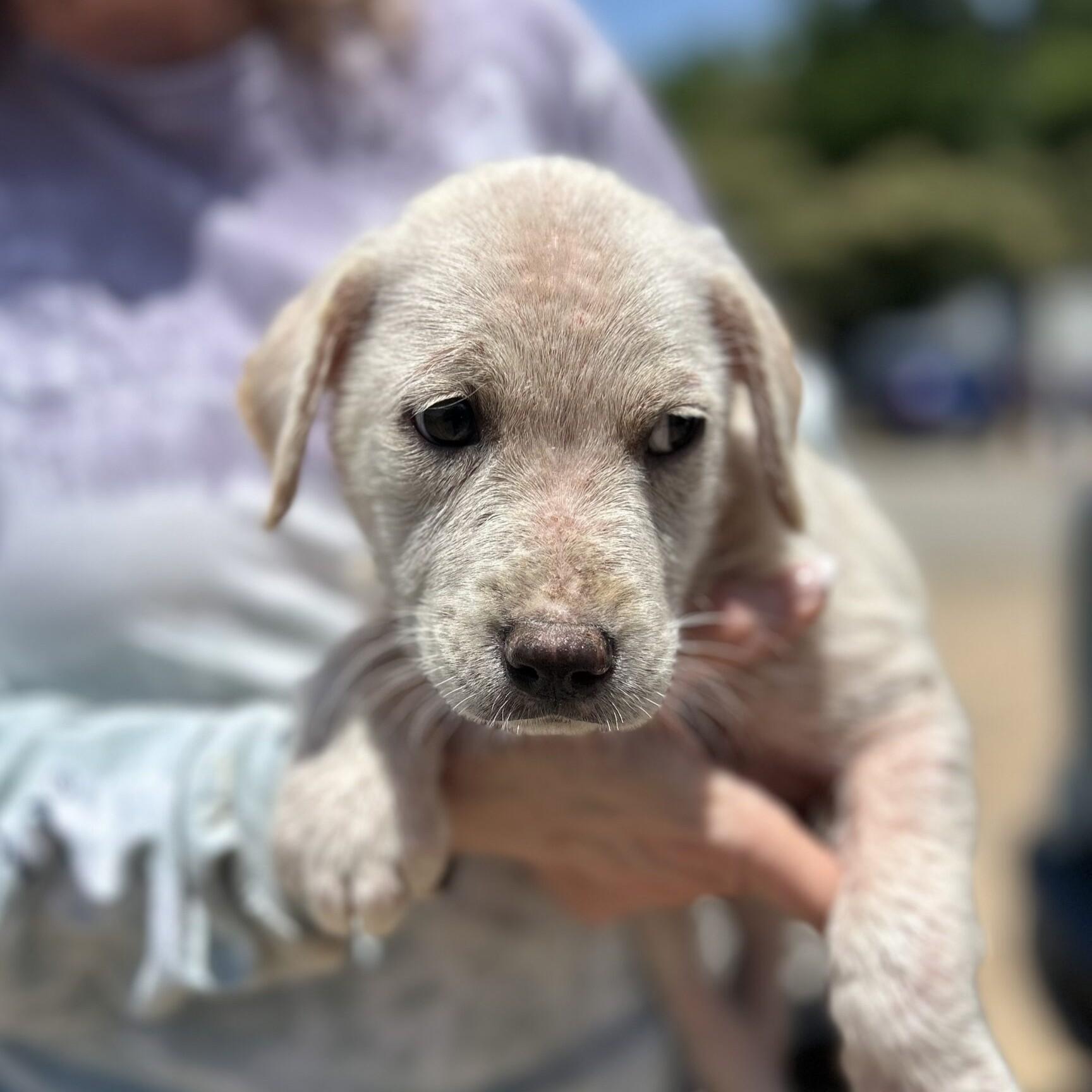 Zebra Cake — thumbnail 3