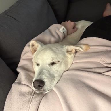 Zebra Cake — thumbnail 4