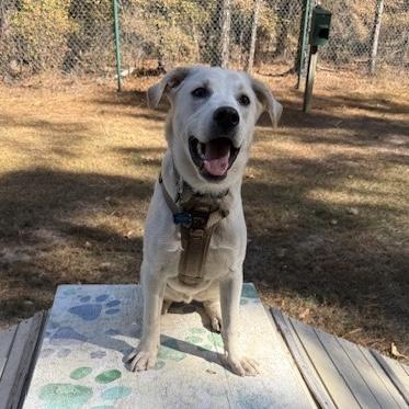 Zebra Cake — thumbnail 6