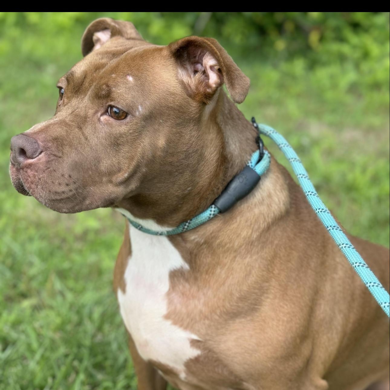 Enlarge Sandy , a ADOPTABLE mixed breed in Huntersville , NC image 3/4
