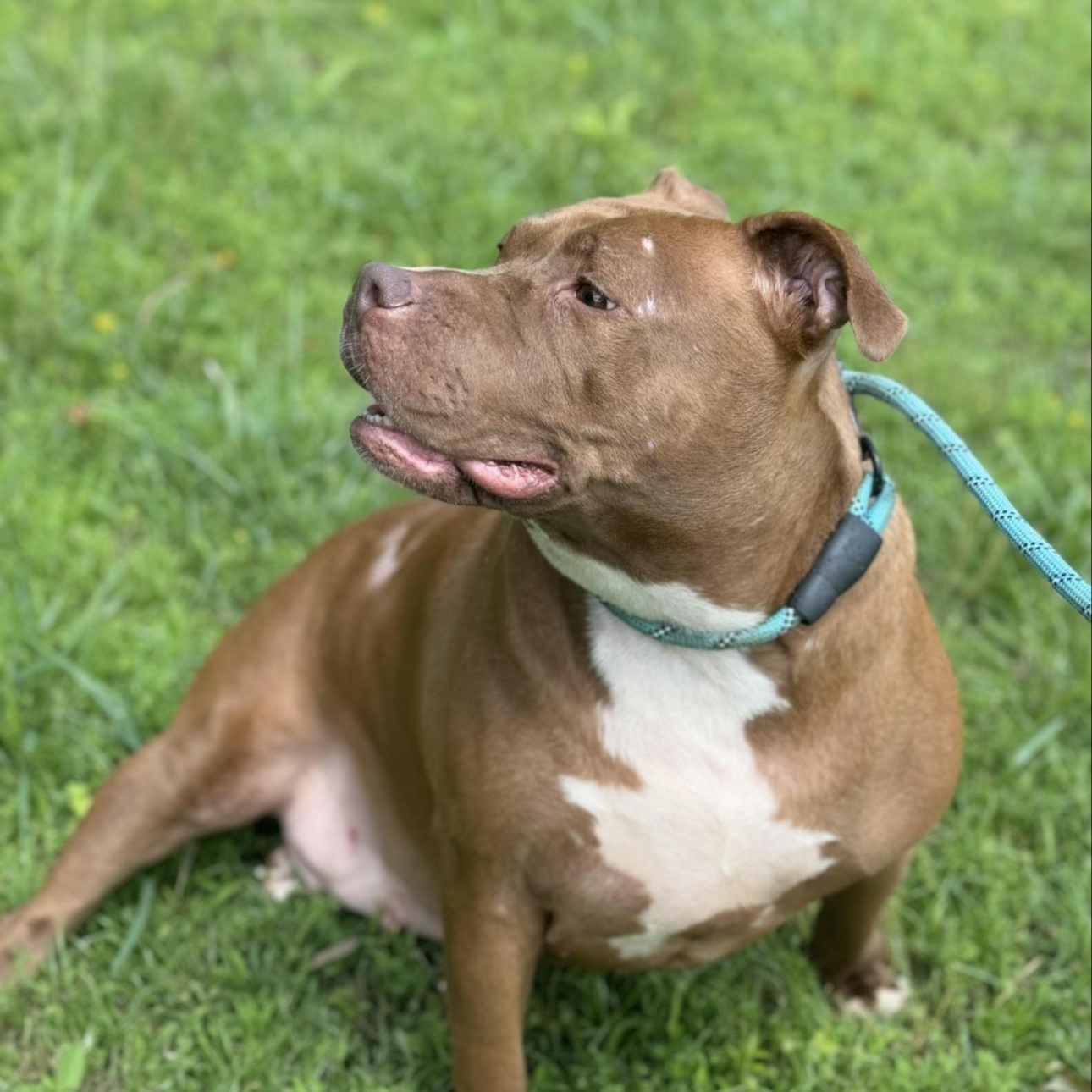 Enlarge Sandy , a ADOPTABLE mixed breed in Huntersville , NC image 4/4