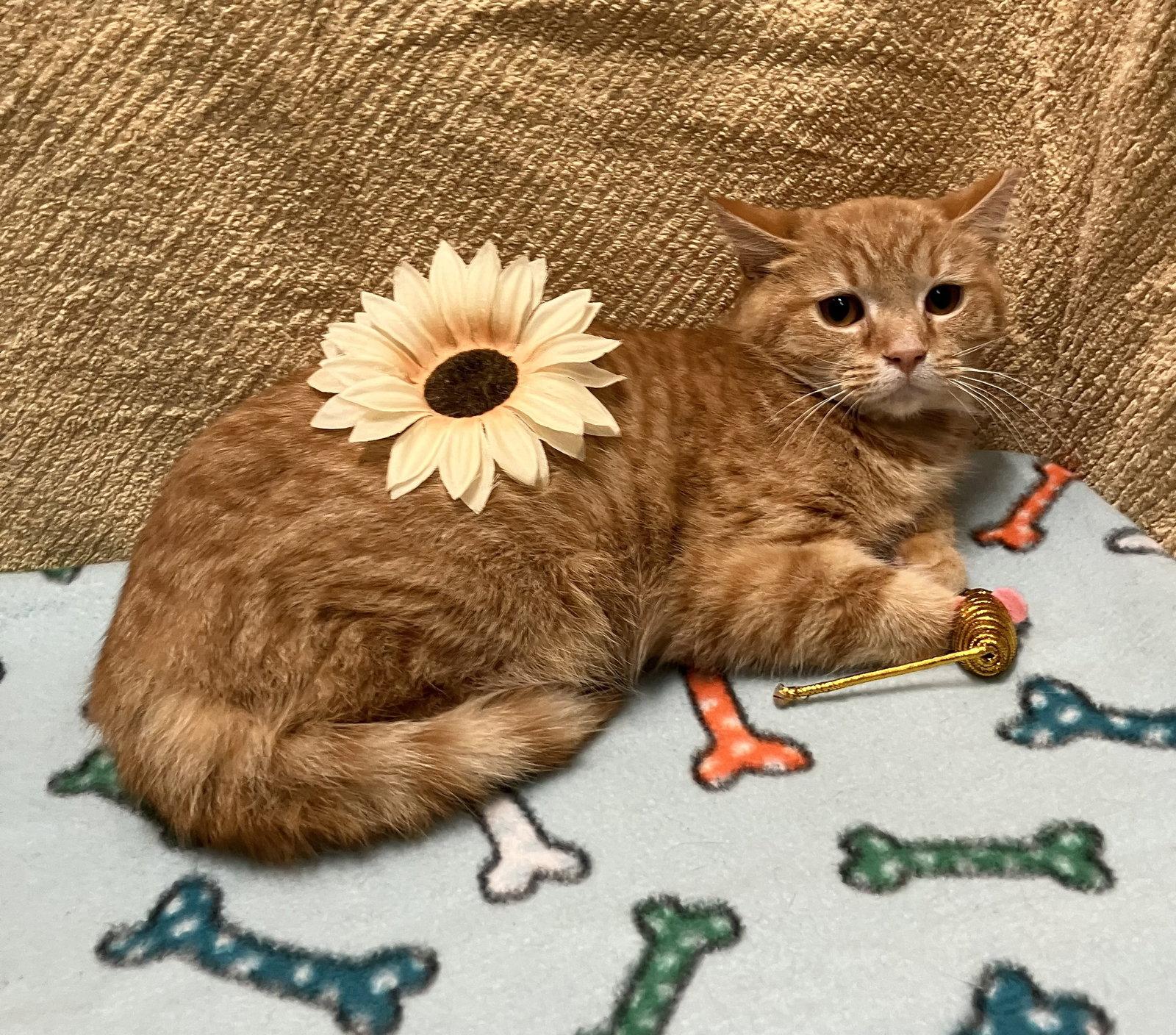 Pima (bonded to Catalina), Adopted, Young Female Domestic Short Hair.