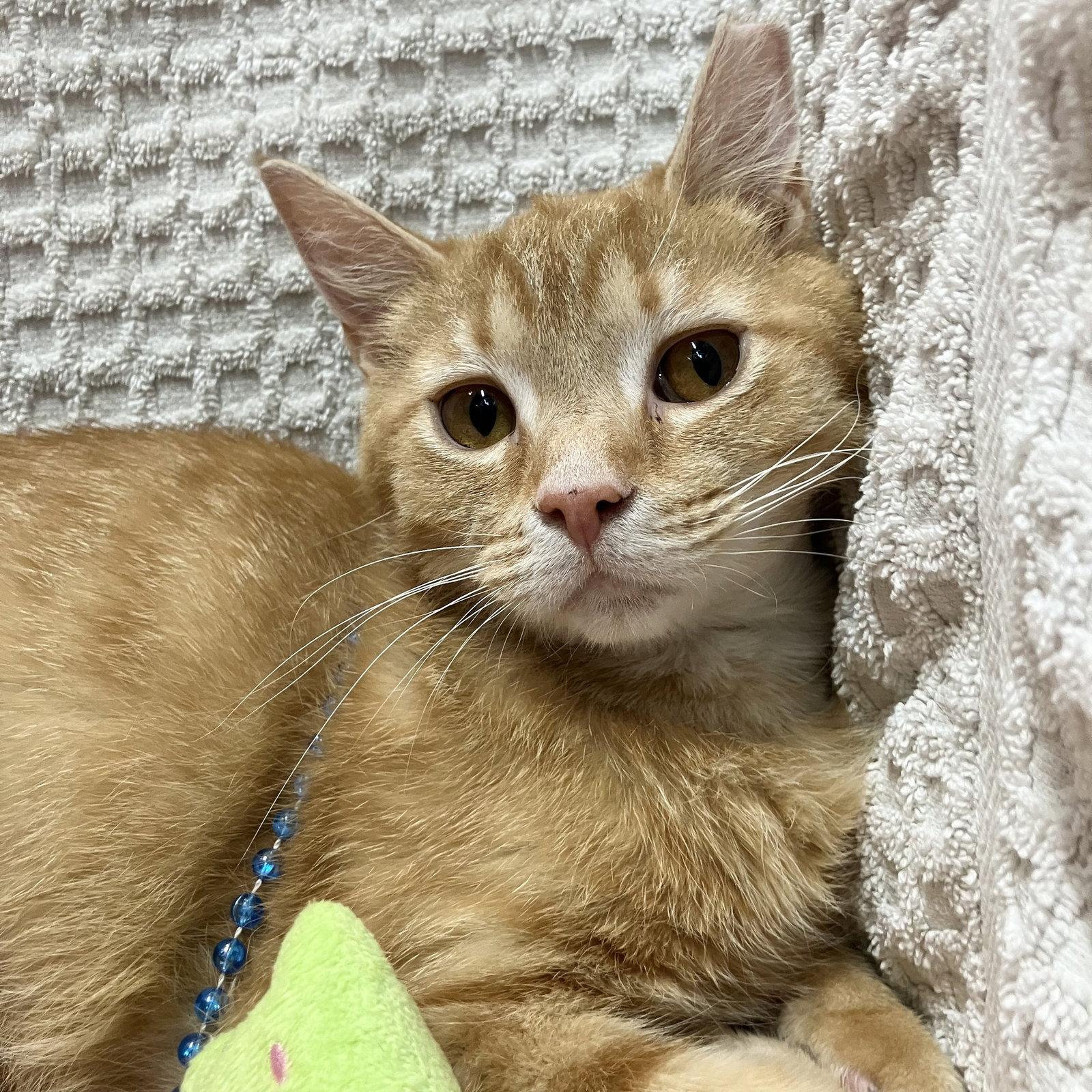 Pima (bonded to Catalina), a Adopted Domestic Short Hair in Dublin, OH image 2/3