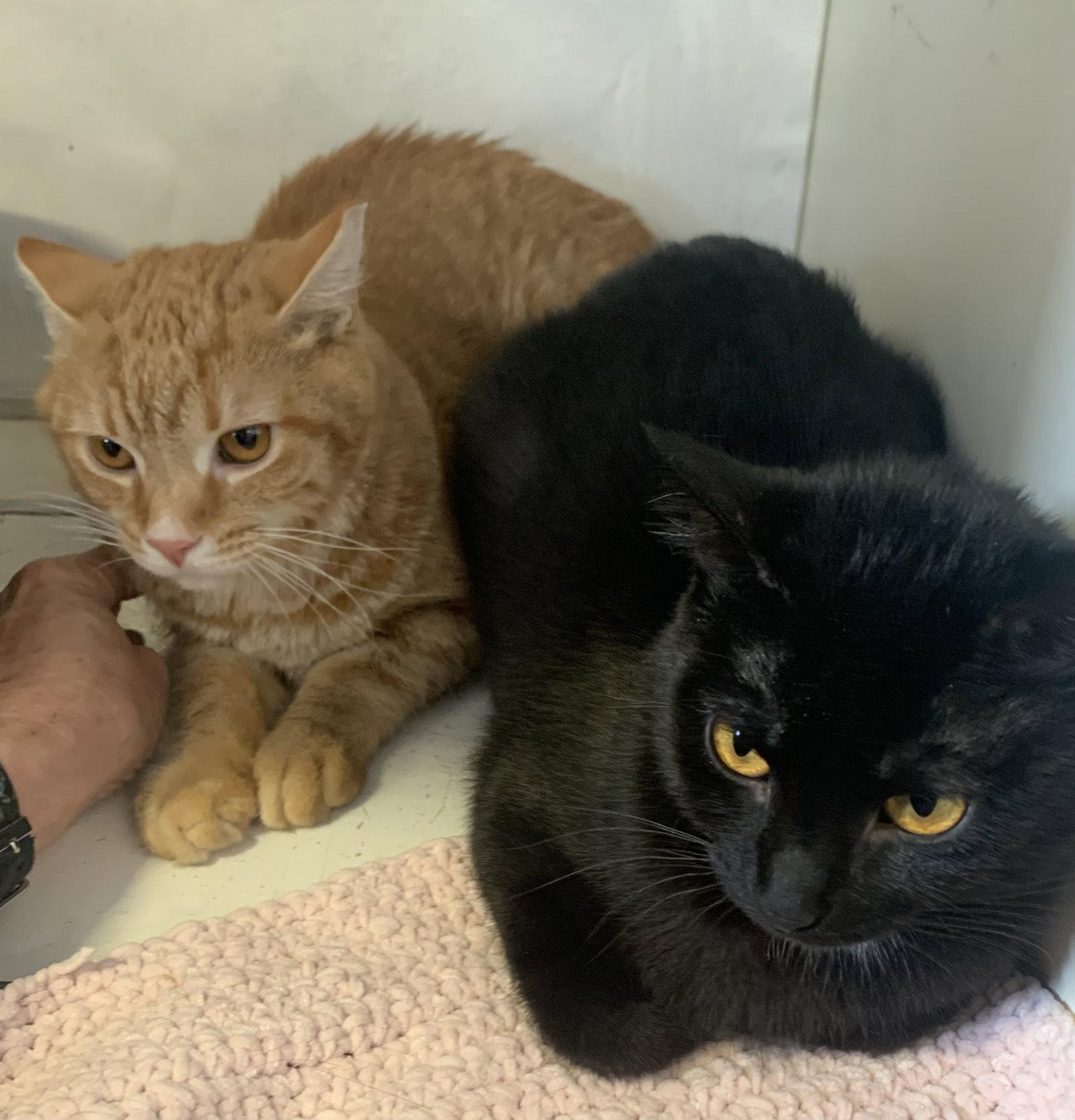 Pima (bonded to Catalina), a Adopted Domestic Short Hair in Dublin, OH image 3/3