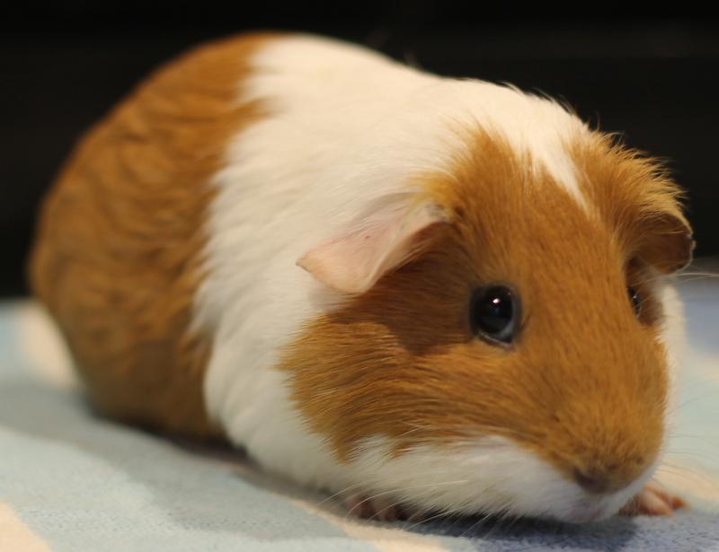 Eden and Eliza, a ADOPTABLE Guinea Pig in Budd Lake, NJ image 3/6