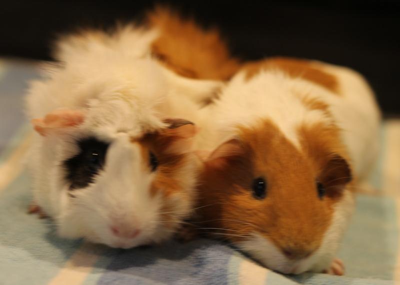 Eden and Eliza, ADOPTABLE, Young Female Guinea Pig.