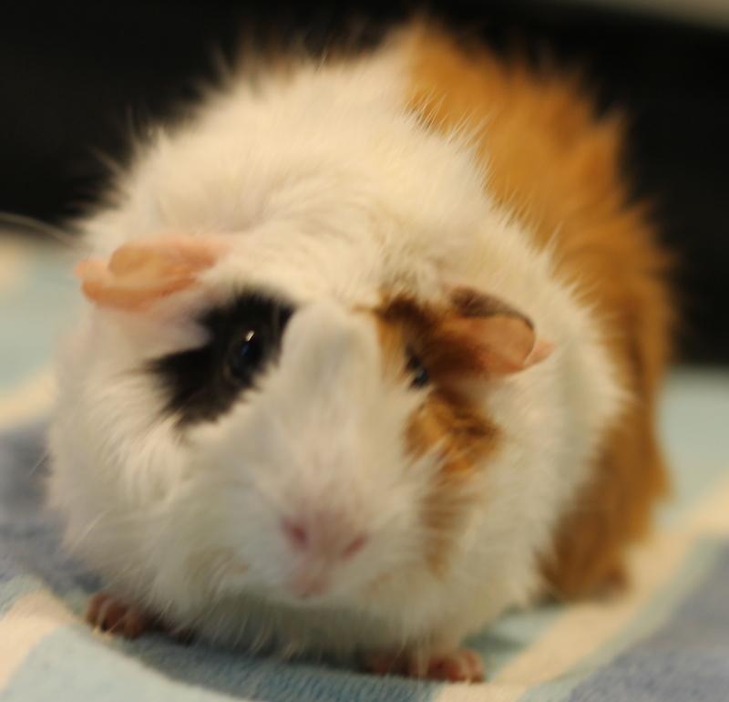 Eden and Eliza, a ADOPTABLE Guinea Pig in Budd Lake, NJ image 4/6