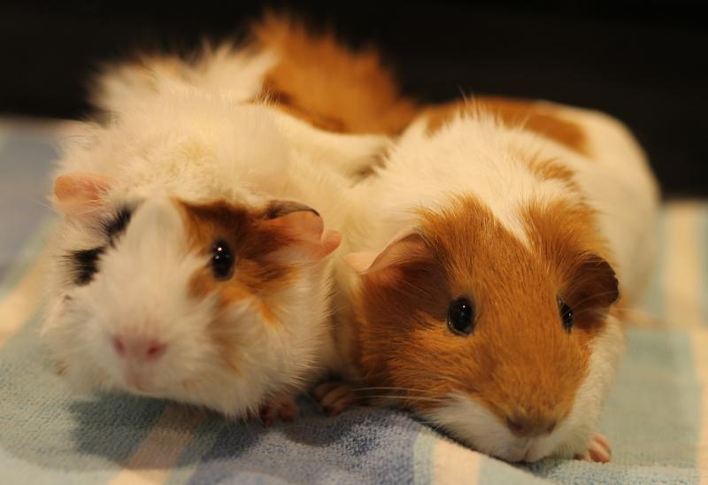 Eden and Eliza, a ADOPTABLE Guinea Pig in Budd Lake, NJ image 6/6
