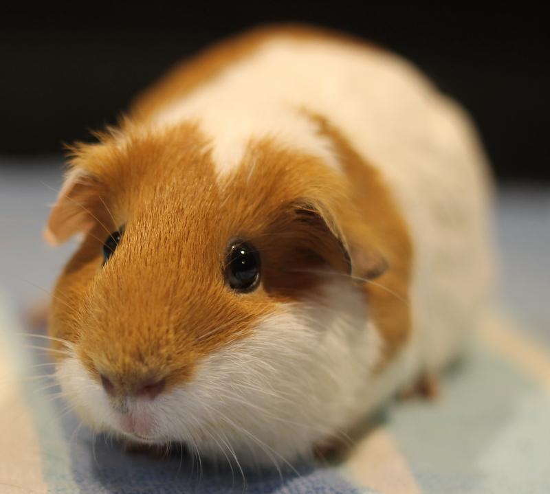 Eden and Eliza, a ADOPTABLE Guinea Pig in Budd Lake, NJ image 2/6