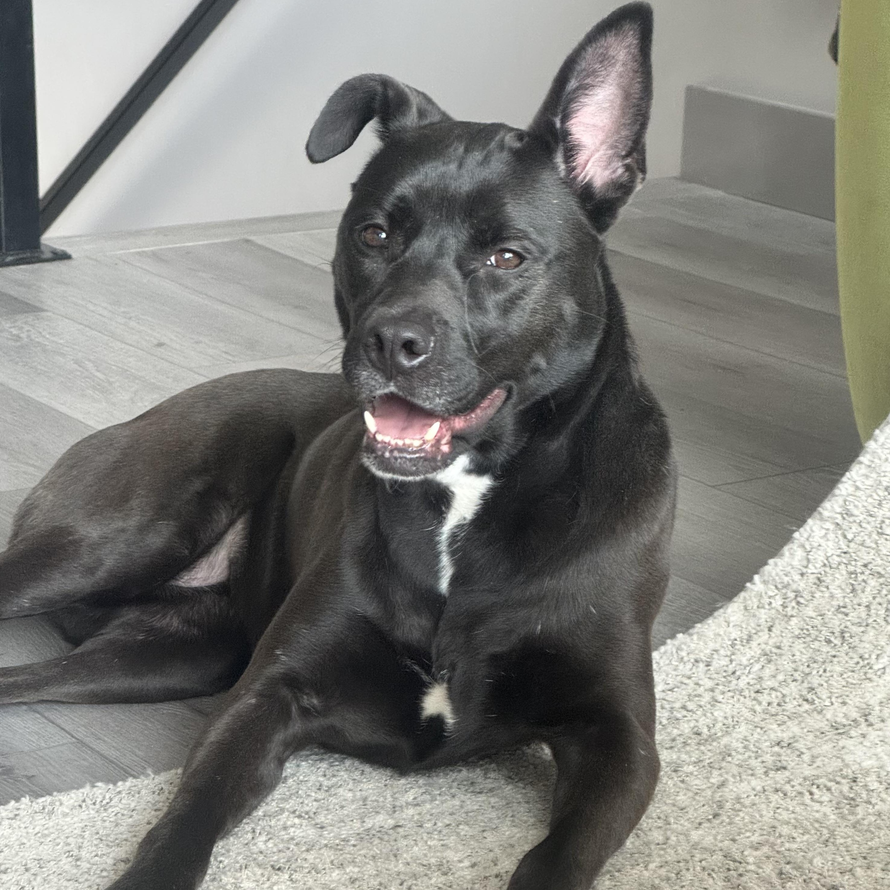 Onyx — thumbnail 5