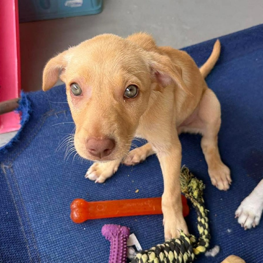 Gonzo, a Adoptable mixed breed in Portland, ME image 6/6