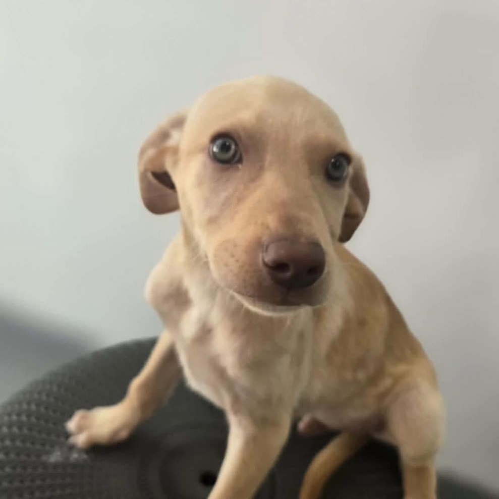 Gonzo, a Adoptable mixed breed in Portland, ME image 4/6