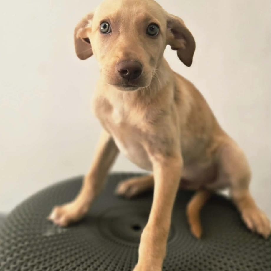 Gonzo, a Adoptable mixed breed in Portland, ME image 3/6
