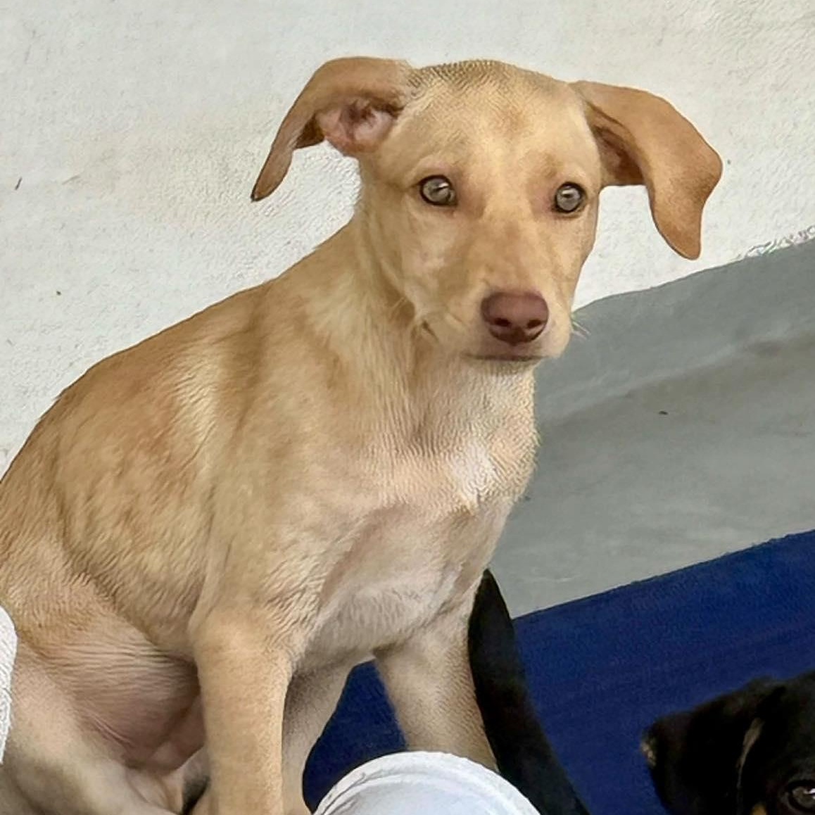 Gonzo, a Adoptable mixed breed in Portland, ME image 2/6