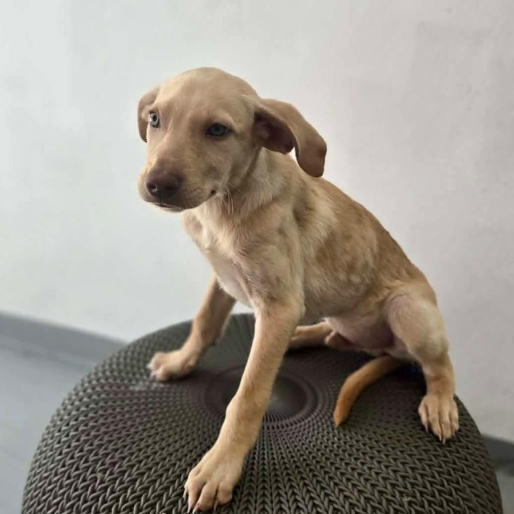 Gonzo, a Adoptable mixed breed in Portland, ME image 5/6