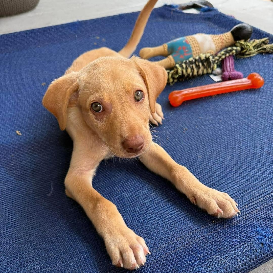 Gonzo, a Adoptable mixed breed in Portland, ME image 1/6