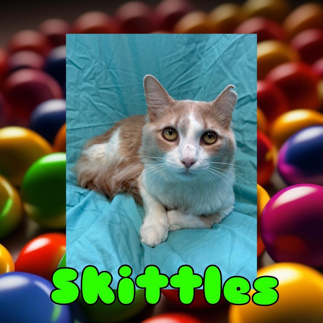 Skittles, Adoptable, Adult Male Domestic Long Hair.