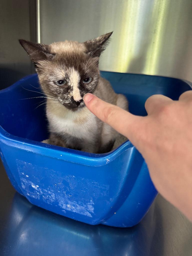 Enlarge Mulan, a Adoptable Siamese in Hot Springs, AR image 1/2