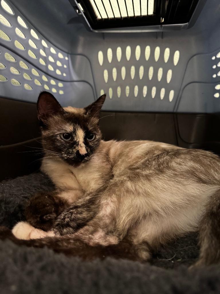 Enlarge Mulan, a Adoptable Siamese in Hot Springs, AR image 2/2