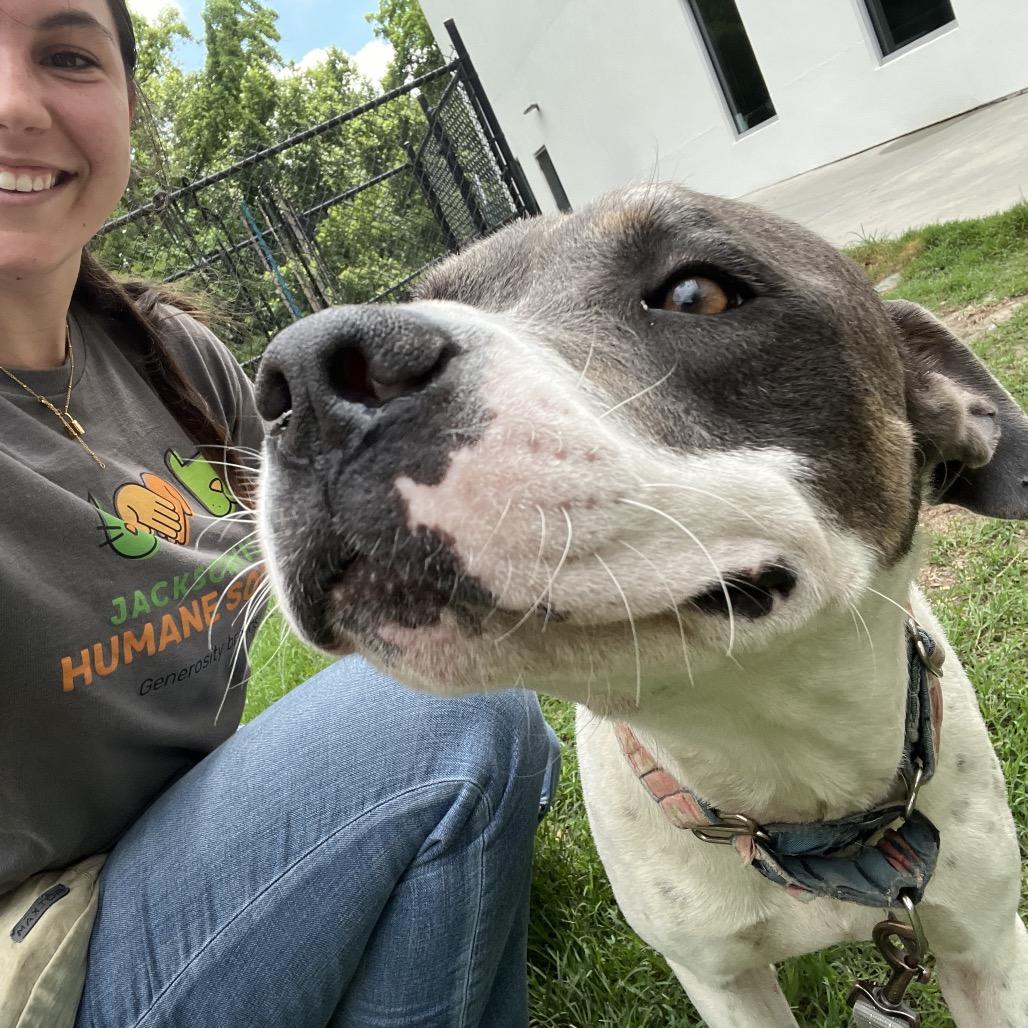 Alfred, Adoptable, Adult Male Mixed Breed.