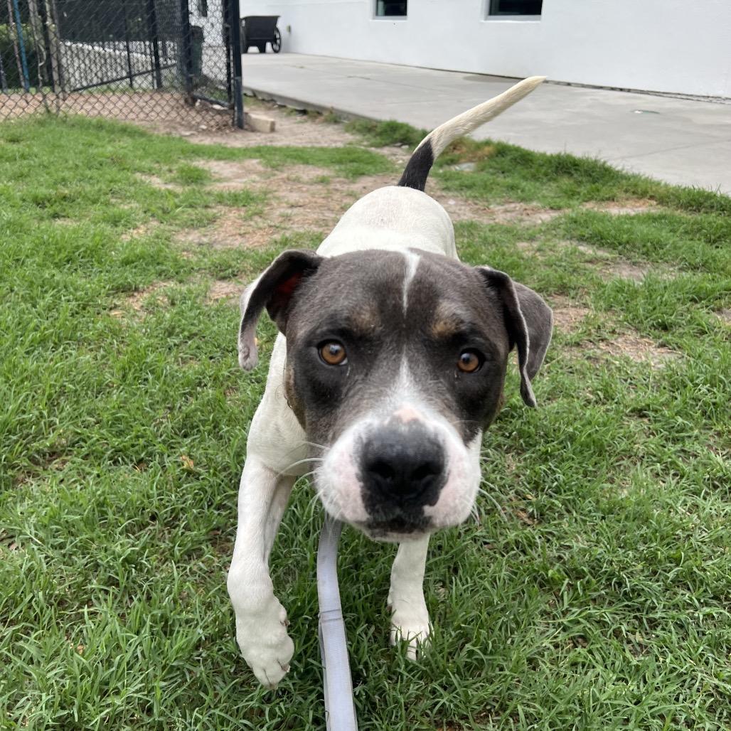Alfred, a Adoptable Mixed Breed in Jacksonville, FL image 2/6