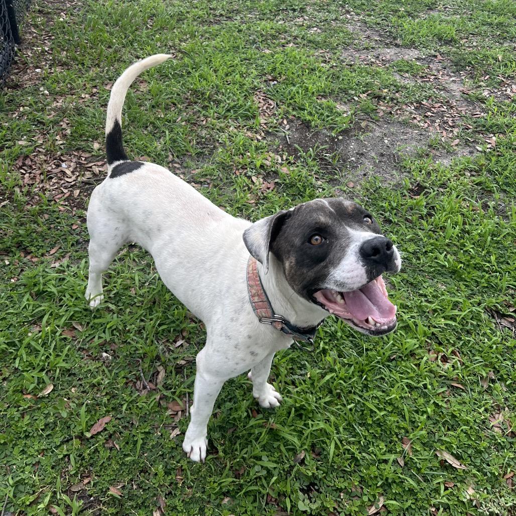 Alfred, a Adoptable Mixed Breed in Jacksonville, FL image 3/6