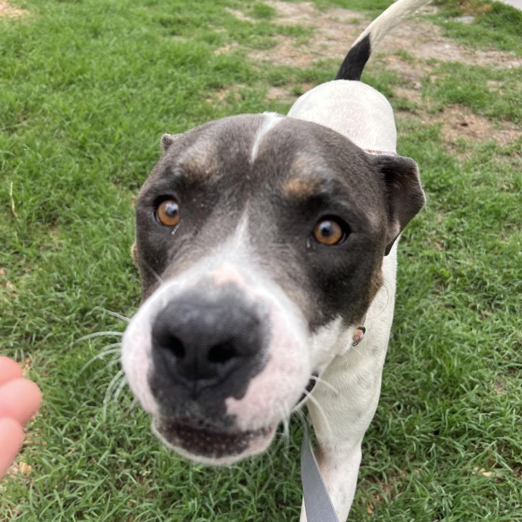 Alfred, a Adoptable Mixed Breed in Jacksonville, FL image 4/6