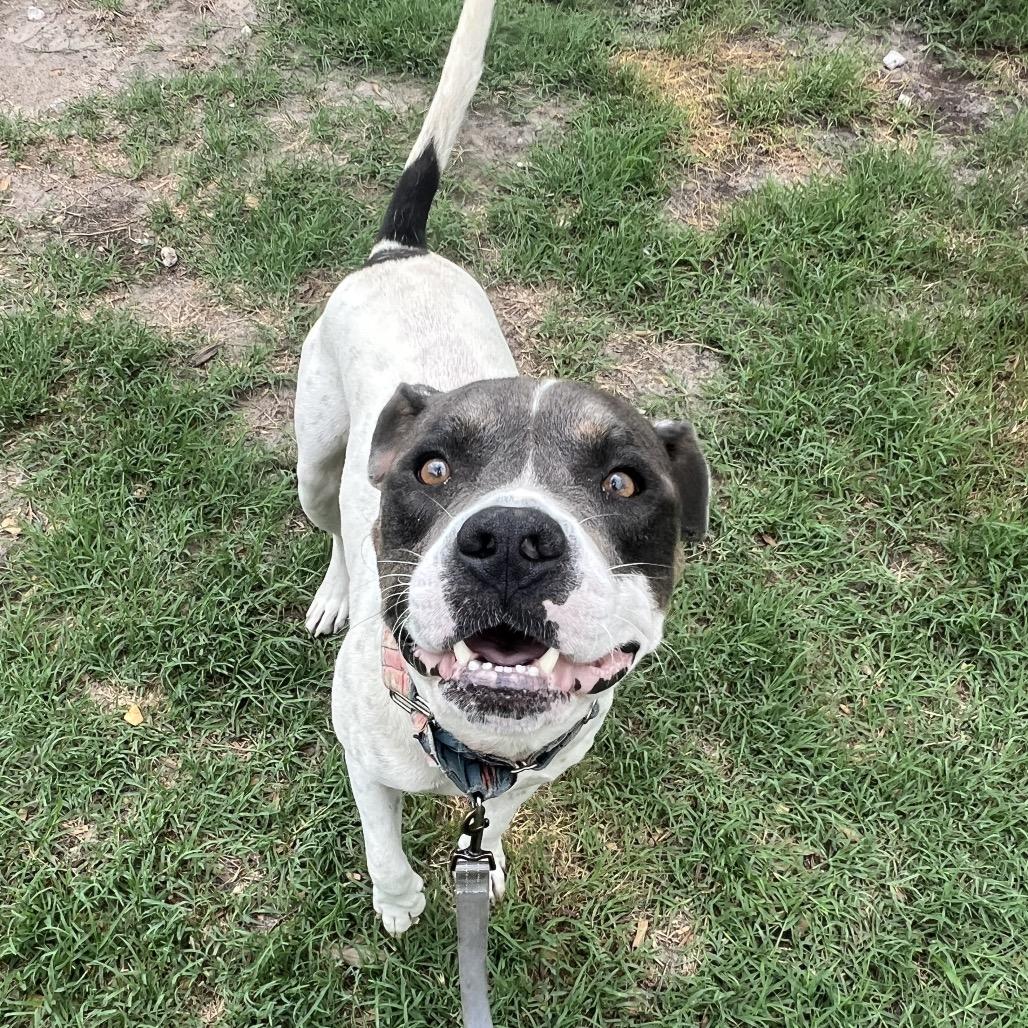 Alfred, a Adoptable Mixed Breed in Jacksonville, FL image 5/6