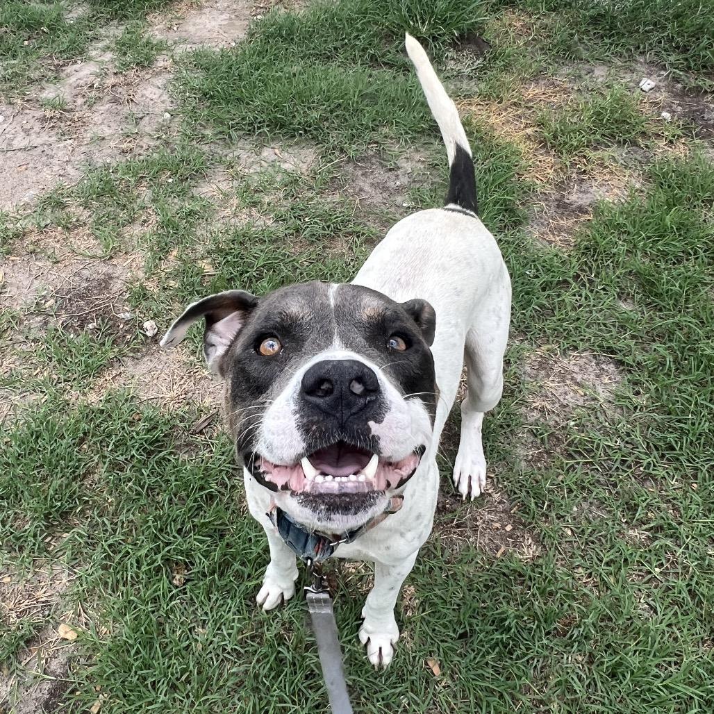 Alfred, a Adoptable Mixed Breed in Jacksonville, FL image 6/6