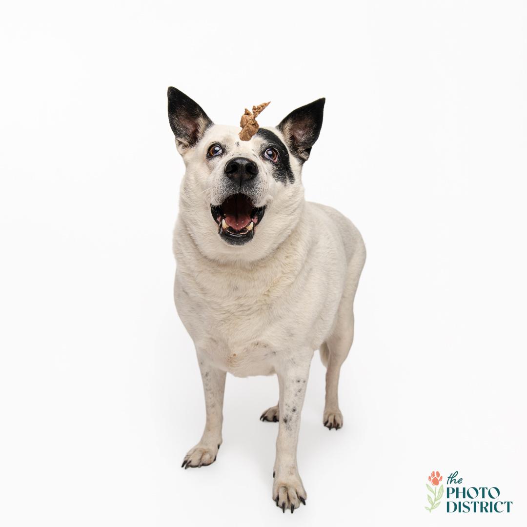 Enlarge Cheese, a Adoptable mixed breed in Willard, NC image 1/6