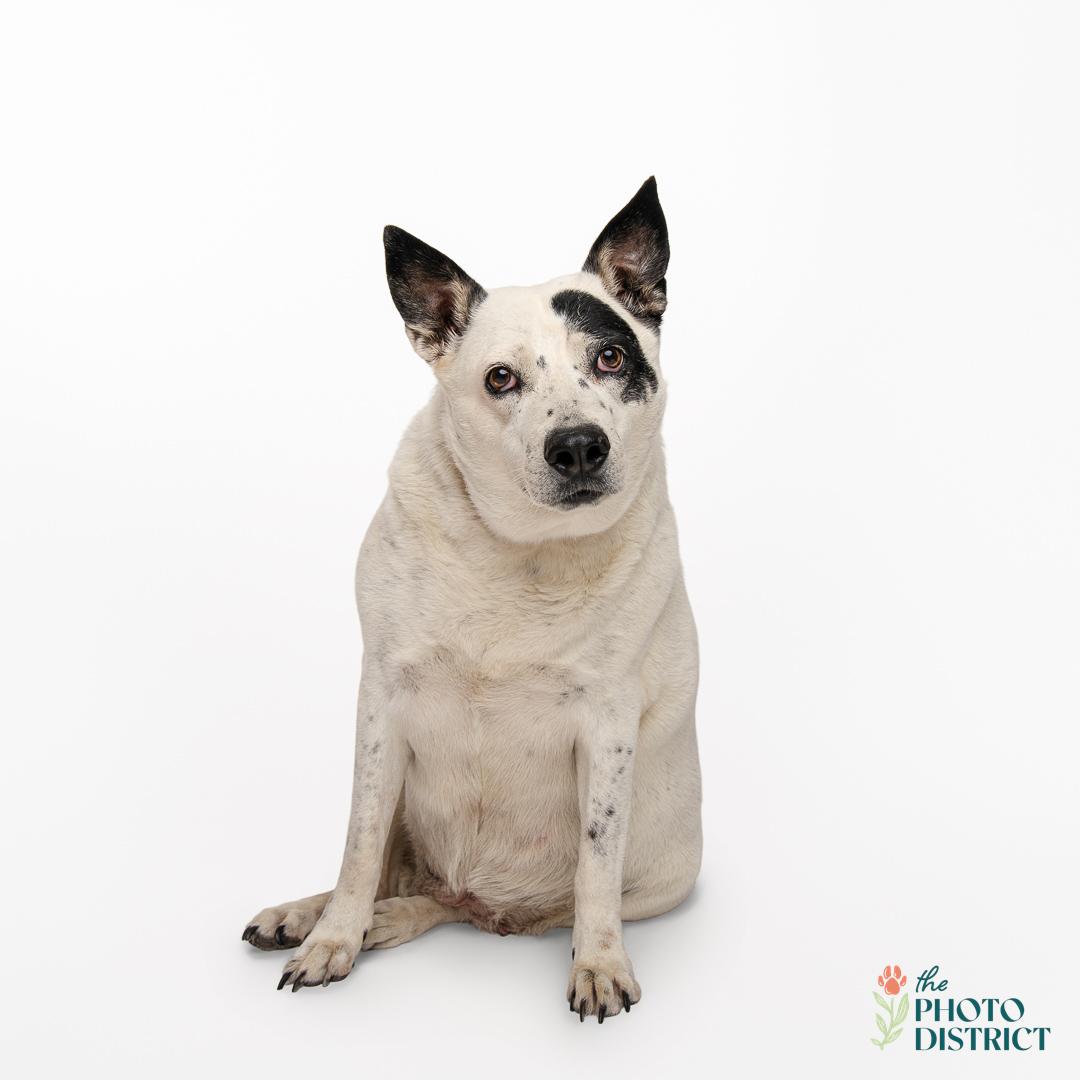 Enlarge Cheese, a Adoptable mixed breed in Willard, NC image 2/6