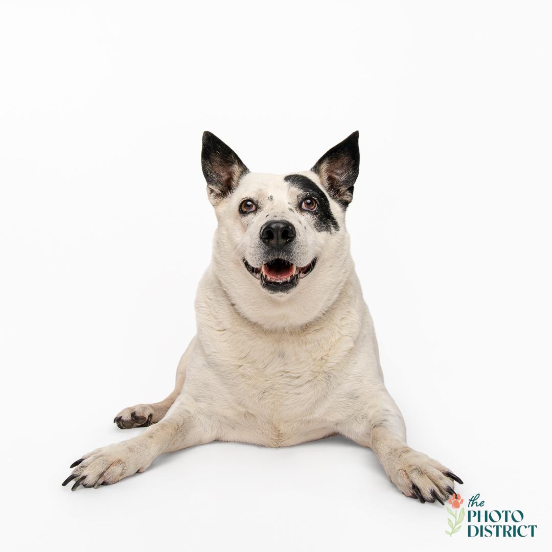 Enlarge Cheese, a Adoptable mixed breed in Willard, NC image 6/6