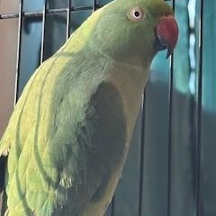 Enlarge Nami (Palmer), a ADOPTABLE Ringneck / Psittacula in Anchorage, AK image 1/3