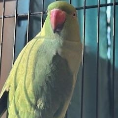 Enlarge Nami (Palmer), a ADOPTABLE Ringneck / Psittacula in Anchorage, AK image 3/3