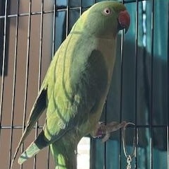 Enlarge Nami (Palmer), a ADOPTABLE Ringneck / Psittacula in Anchorage, AK image 2/3